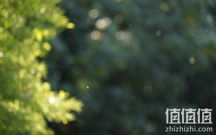 Sony A1 评测报告 | 绝对影像王者 顶尖水准表现