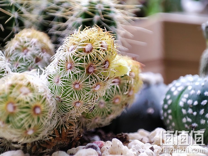 小米11 相机试拍：生活使用有余 专业性略显不足