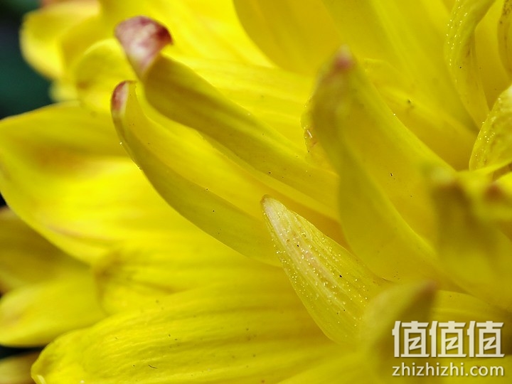 小米11 相机试拍：生活使用有余 专业性略显不足