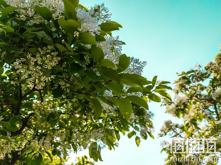 小米11 相机试拍：生活使用有余 专业性略显不足