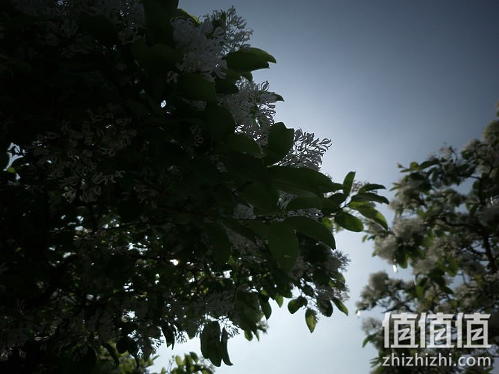 小米11 相机试拍：生活使用有余 专业性略显不足