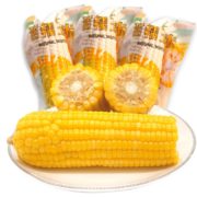 寒香舍  东北黄糯玉米棒 210g  8根