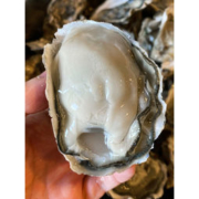 味库 鲜活乳山生蚝（90g-120g）XL* 5斤