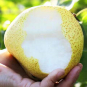 莹多爱 砀山梨 带箱5斤装 净重4.5-4.8斤
