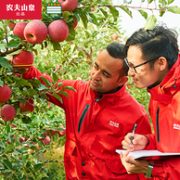 果径约75-79mm、15个：NONGFU SPRING 农夫山泉 新疆阿克苏苹果
