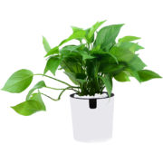 锦丹 绿植盆栽 鸭脚木/绿萝 含圆柱盆