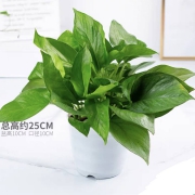 鲜菲淳 绿萝盆栽 15棵+白色螺纹盆