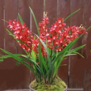 脆大伯 浓香兰花 鸿运当头2苗连体 送花肥