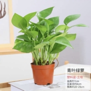 jingrunlai 景润赉 绿萝 植物盆栽