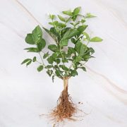 7天锁水！透蜜 茉莉小苗 2棵 带加仑盆