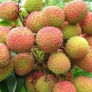 PLUS会员：YINGDUOAI 莹多爱 莹多爱 妃子笑荔枝 1斤装*5件