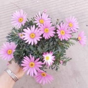 馥郁芳华 玛格丽特 苗盆栽 带花苞
