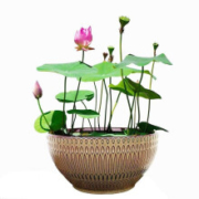 春草碧 碗莲套装  30粒已开口套装