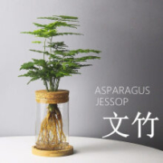 惜林园绿植 文竹 透明圆柱瓶