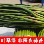 农家自种，金壑 2021年新鲜河南现摘蒜苔