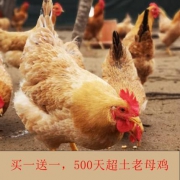 鑫杨 淮南农家乡村土老母鸡 2只共4-5斤