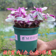 馥郁芳华 油画婚礼吊兰桌面盆栽