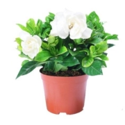 山鲜萃 栀子花盆栽+加仑盆