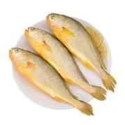 京东PLUS会员：品鲜猫 鲜冻小黄花鱼 2.5kg