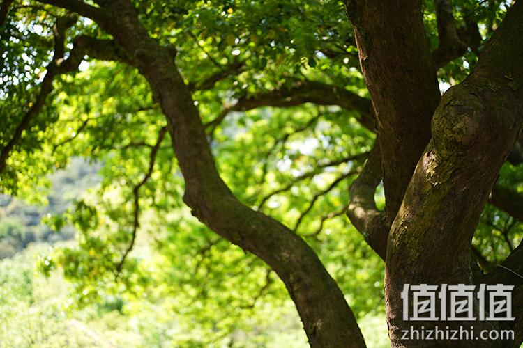 Sony FE 50mm F1.2 GM 人像定焦镜评测 索尼镜头制造技术的展现