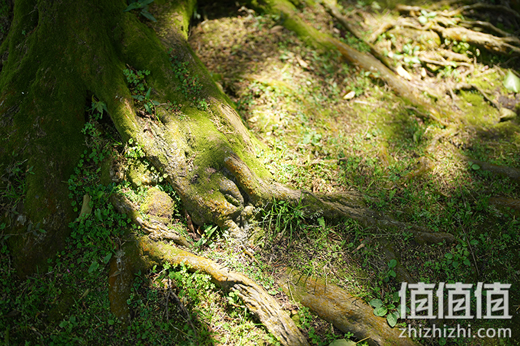Sony FE 50mm F1.2 GM 人像定焦镜评测 索尼镜头制造技术的展现