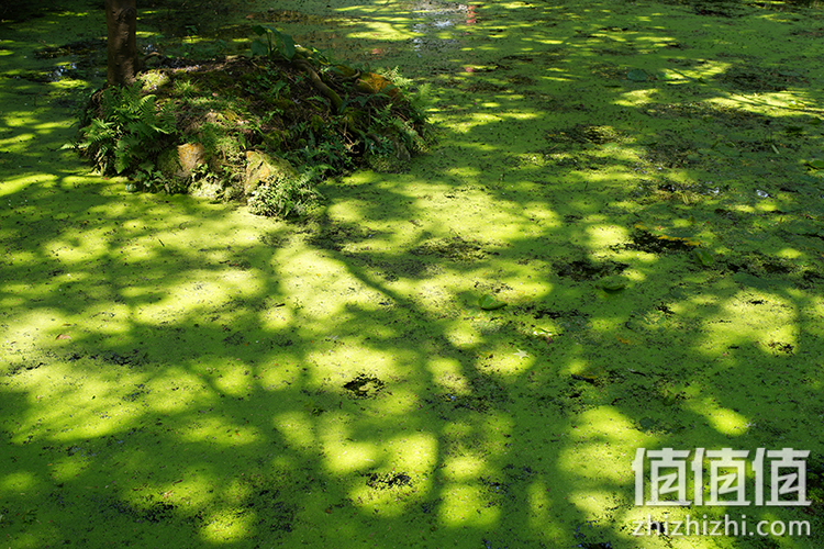 Sony FE 50mm F1.2 GM 人像定焦镜评测 索尼镜头制造技术的展现