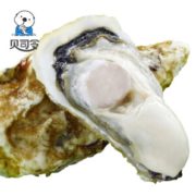 BEISILING 贝司令 乳山生蚝 2XL号 5斤（约17-21个）