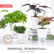 迷糊妞 自吸水水培绿植 小型盆栽