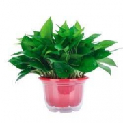 艺芯园 鲜活绿植盆栽 （红色加厚盆绿萝+储水盆）