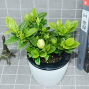 清昕园 室内栀子花带盆
