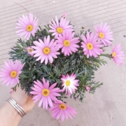 馥郁芳华 玛格丽特 苗盆栽 带花苞