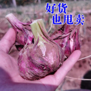 【拍5斤】新鲜现挖云南紫皮大蒜