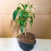 HENGWO 啍喔 夜来香 花树苗 花卉盆栽