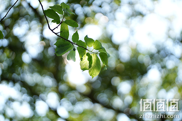 Sony FE 50mm F1.2 GM 人像定焦镜评测 索尼镜头制造技术的展现