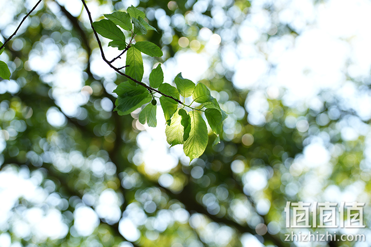 Sony FE 50mm F1.2 GM 人像定焦镜评测 索尼镜头制造技术的展现