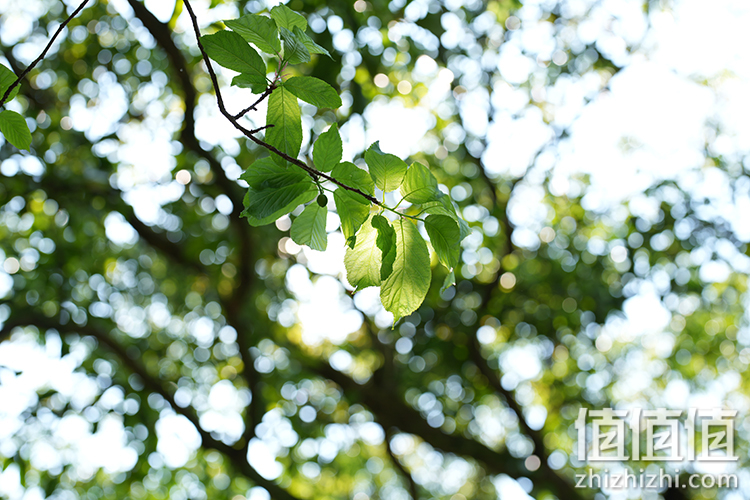 Sony FE 50mm F1.2 GM 人像定焦镜评测 索尼镜头制造技术的展现