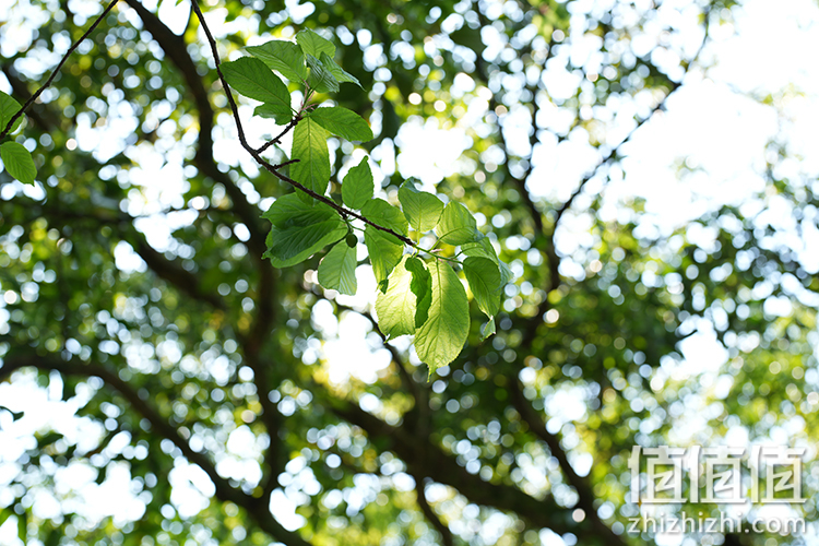 Sony FE 50mm F1.2 GM 人像定焦镜评测 索尼镜头制造技术的展现