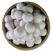 佰卓 新鲜双孢菇口蘑 500g