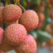 享味观 黑叶荔枝 5斤