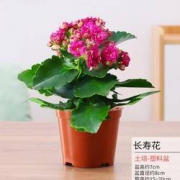 景润赉 长寿花植物盆栽