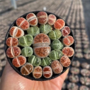 PLUS会员：五号链接 20颗 生石花多肉植物组合 （带盆）