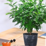 山鲜萃 清香胡椒木盆栽