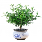 景润赉 胡椒木盆栽 含盆