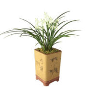 玫绚 兰花 铁骨素心 天香素 1苗新手试养