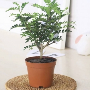 梅芝 清香 胡椒木 盆栽