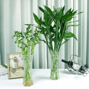 鲜菲淳 水培养植富贵竹 6棵