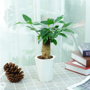 有券的上！ ZHONGZHEWAN 种着玩 室内植物盆栽 发财树+菱形盆
