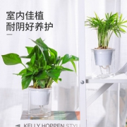 迷糊妞 自吸水水培绿植 小型盆栽