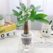 简单易养！英木花行 发财树绿植 含花盆