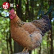果林散养110天：潭牛 正宗文昌鸡 单只净重1.8斤x2件
